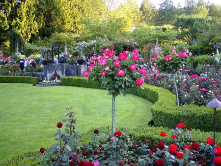 a rose garden - nature, flowers, garden, roses