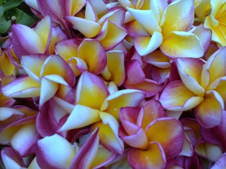 plumeria - colorful, bali, flower, beautiful