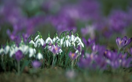 White and Purple - flowers, white, purple, wonderful