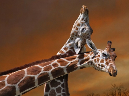 Giraffes - giraffes, Africa, HD, Savannah, love, nature, fight, cute, friends, animals, wildlife, wild, wallpaper