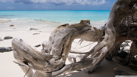 Very dry roots - beaches, sky, ocean, landscape, photography, summer, wallpaper, coast, root, hd, natur, sea, sand, scene