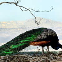 Peacock Beauty