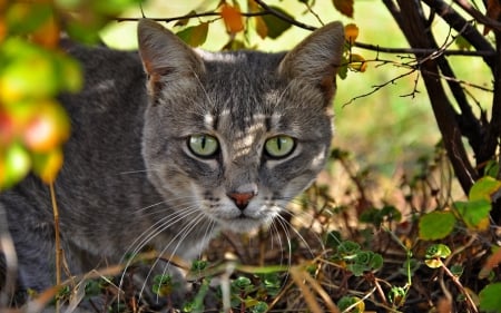 Cat - sleepy, cute, beautiful, cat, sleeping, kitty, cats, hat, cat face, paws, face, animals, pretty, beauty, sweet, kitten, lovely