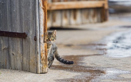 Cat - sleepy, cute, beautiful, cat, sleeping, kitty, cats, hat, cat face, paws, face, animals, pretty, beauty, sweet, kitten, lovely