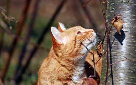 Cat - sleepy, cute, beautiful, cat, sleeping, kitty, cats, hat, cat face, paws, face, animals, pretty, beauty, sweet, kitten, lovely