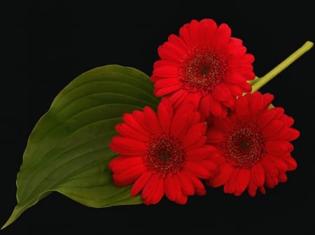 Red flowers - flowers, petals, leaf, red