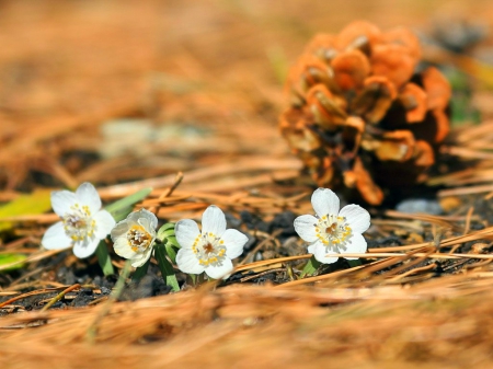 Spring time - flowers, white, petals, nature