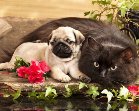 Friendship - big, water, black, friends, flowers, cat, pug puppy