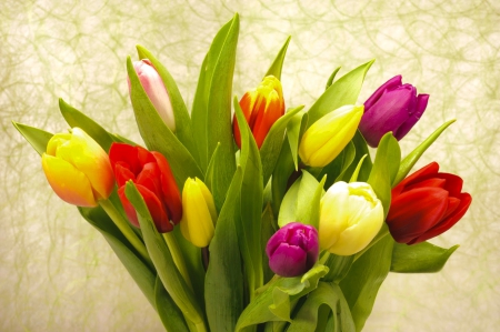 Bouquet of tulips - delicate, pretty, tulips, beautiful, flowers, bouquet, wall, nice, lovely, colorful