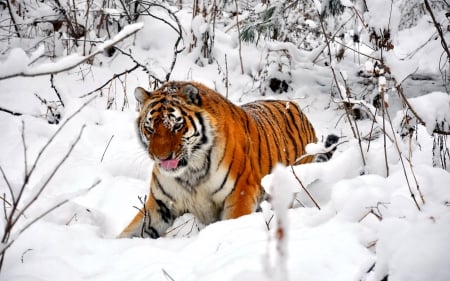 WILD PLAY - fun, play, winter, snow, tiger