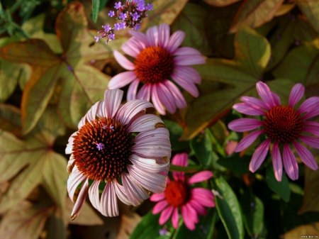 BLACK EYES SUSANS COUSIN - purple, bush, field flowers, beautiful, flowers, lovely, black eyes