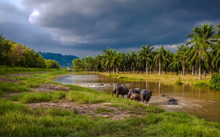 water buffalos entering a river in southeast asia - forest, river, clouds, buffalos, grass