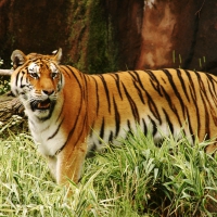 tiger in woods
