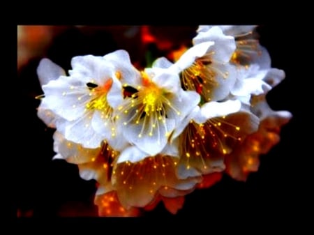 REFLECTIONS ON FLOWERS - close up, still life, lovely, photos, white, cool, macro, beautiful, orange, flowers, lights