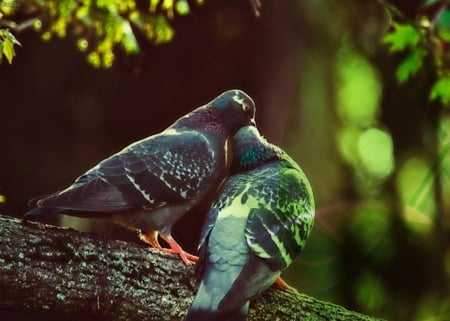 LOVE IN THE PARK - close up, bokeh, natural scene, lovely, nature, forest, macro, green, tree, cute, birds