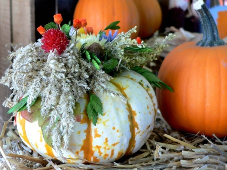 DECORATED PUMPKINS - autumn, thanksgiving, white pumpkin, photos, pumpkins, halloween, harvest time, macro, barn, fall season