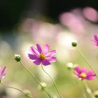 Field Of Pink Flowers