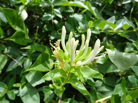 Honeysuckles - lovely smell, flowers, good smell, honeysuckle, nectar