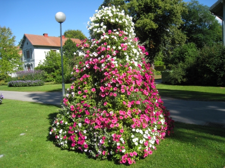 Municipal Park - house, trees, petunia, town, grass, colors, flowers, sky, park