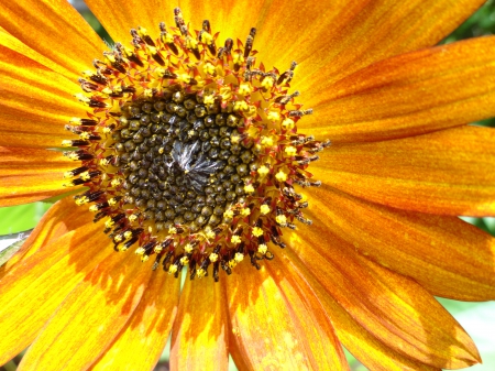 Light Sunflower HD - sunflowers, macro, close up photography, light