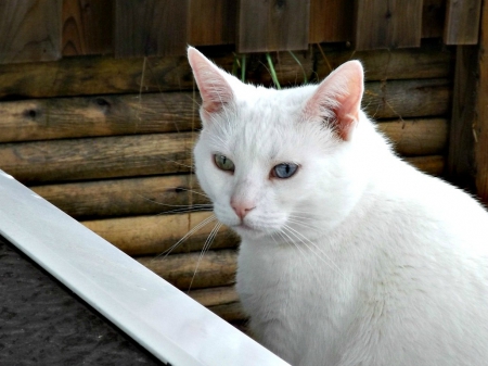 Sian - furry, white, eyes, siam, cat