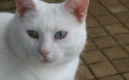 sian - furry, white, eyes, siam, cat