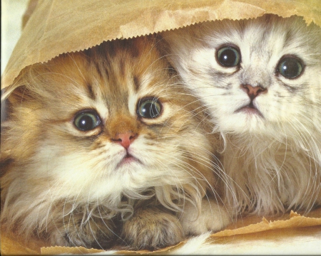 Two kittens in a bag - kittens, brown, cute, paws, bag