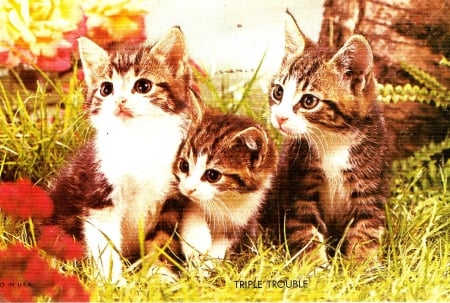 Three kittens