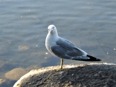 seagull - water, seagull, bird, blue