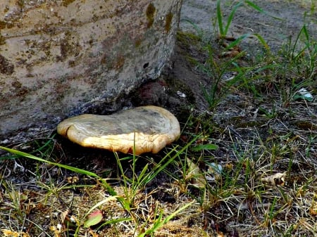 flat mushroom - nature, mushroom, foilage, beige