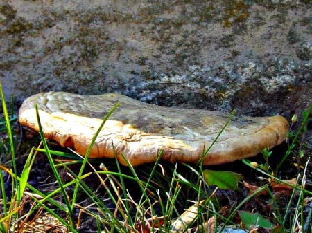 flat mushroom - beige, nature, foliage, mushroom