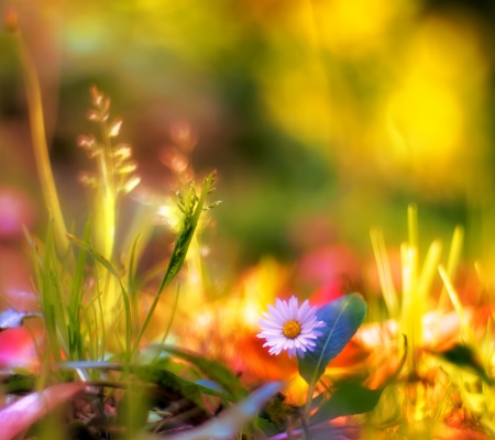 Beautiful Field - pretty, sunlight, beautiful, beauty, grass, flower, light, pink, herb, nature, cute