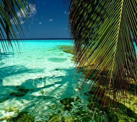 Beautiful Beach - beauty, beach, sky, ocean, palm tree, water, nature, pretty, beautiful, clouds, sea, sand