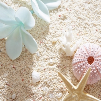 Flower on the sand