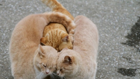 Cats together. - triple, cute, cats, together