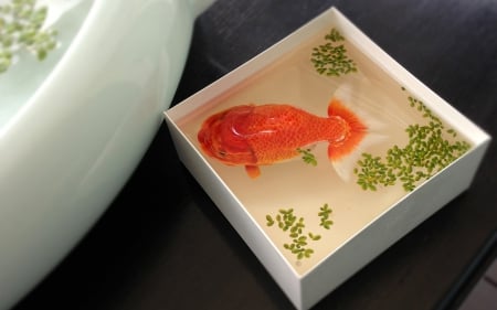 Gold Fish - fish, orange, water, ina box