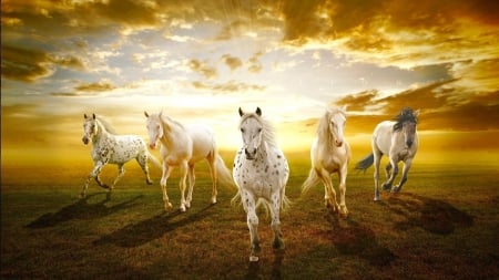 Horses - animal, horses, beautiful, grass, field, cool