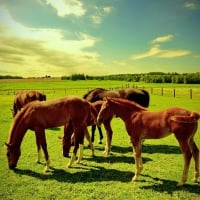 Horses