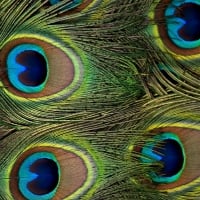 Peacock feathers