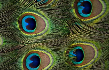 Peacock feathers - feather, black, bird, yellow, blue, brown, peacock, texture, green