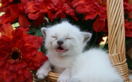 Mommy! - flower, sweet, cat, cry, basket, white, animal, kitten, red, green, rose, cute, adorable