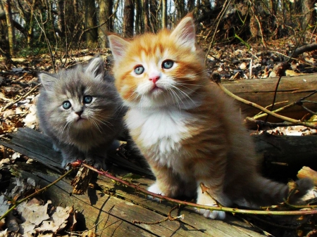 Kiara and Ronno - carisma, forest, lovely, cats