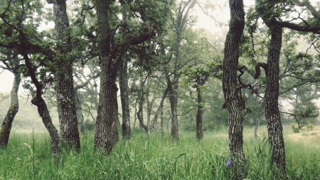 Trees - forest, trees, nature, jungle