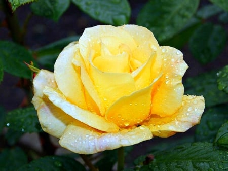 Morning Rose - flower, yellow, dew, rose