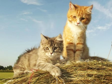 Kiara and Ronno - bale of hay, Sky, Cats, Carisma