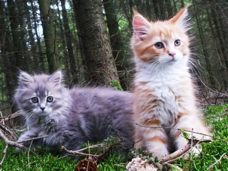 Kiara and Ronno - Forest, Mainecoon, Cats, Carisma