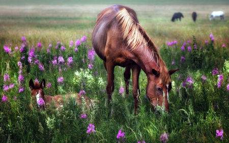 Mare and her Colt - Field, Colt, Flowers, Horses