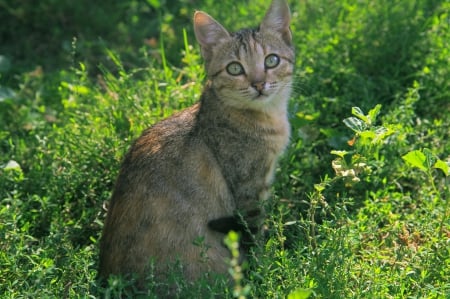 Cat - sleepy, cute, beautiful, cat, sleeping, kitty, cats, hat, cat face, paws, face, animals, pretty, beauty, sweet, kitten, lovely