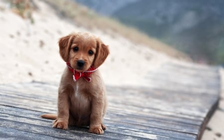 Sweet faceâ™¥ - face, red, animals, dogs, sweet, scarf