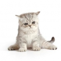 fluffy kitty